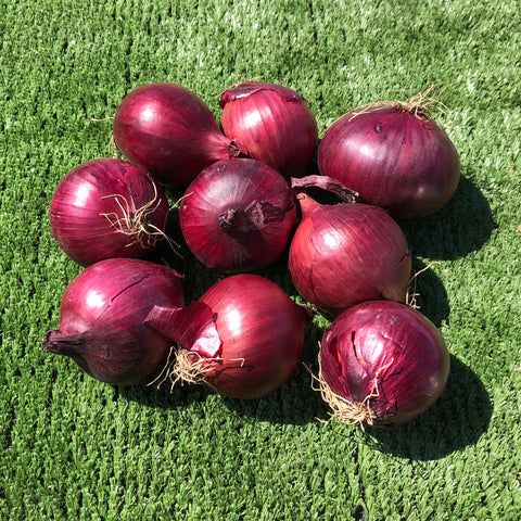 ONION  (red)